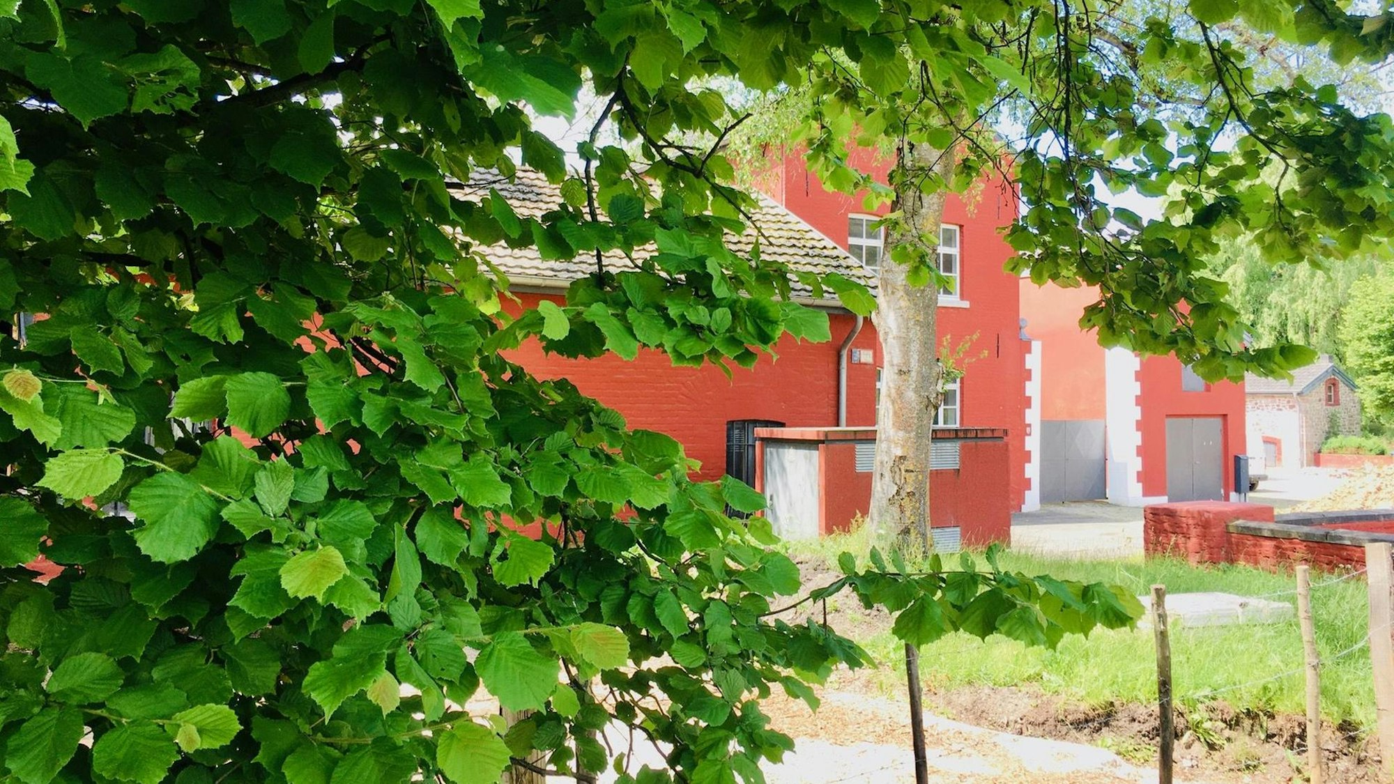 Die rot gestrichene Komericher Mühle hinter den Blättern eines Baums
