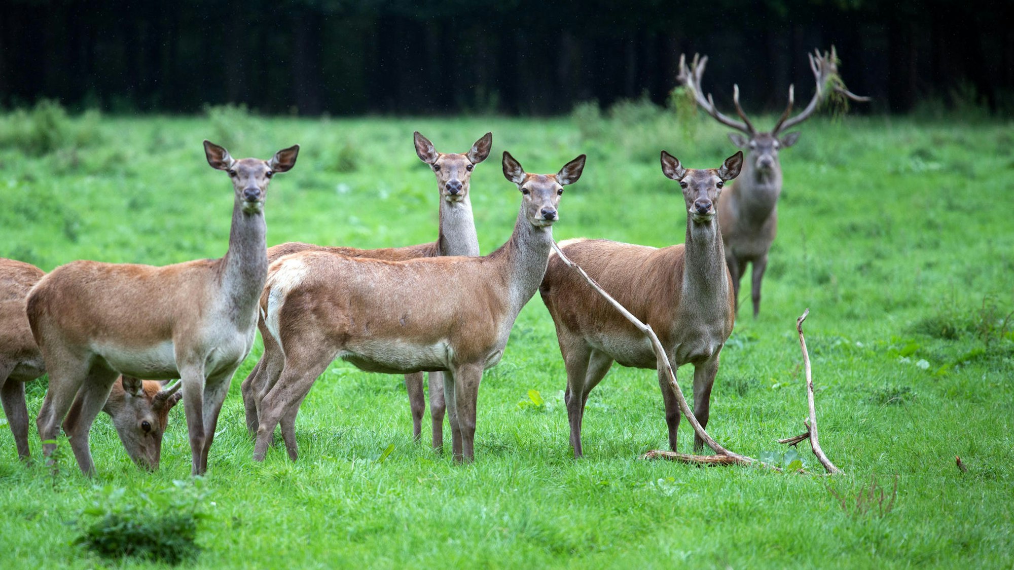 Hirsche und Hirschkühe in freier Natur