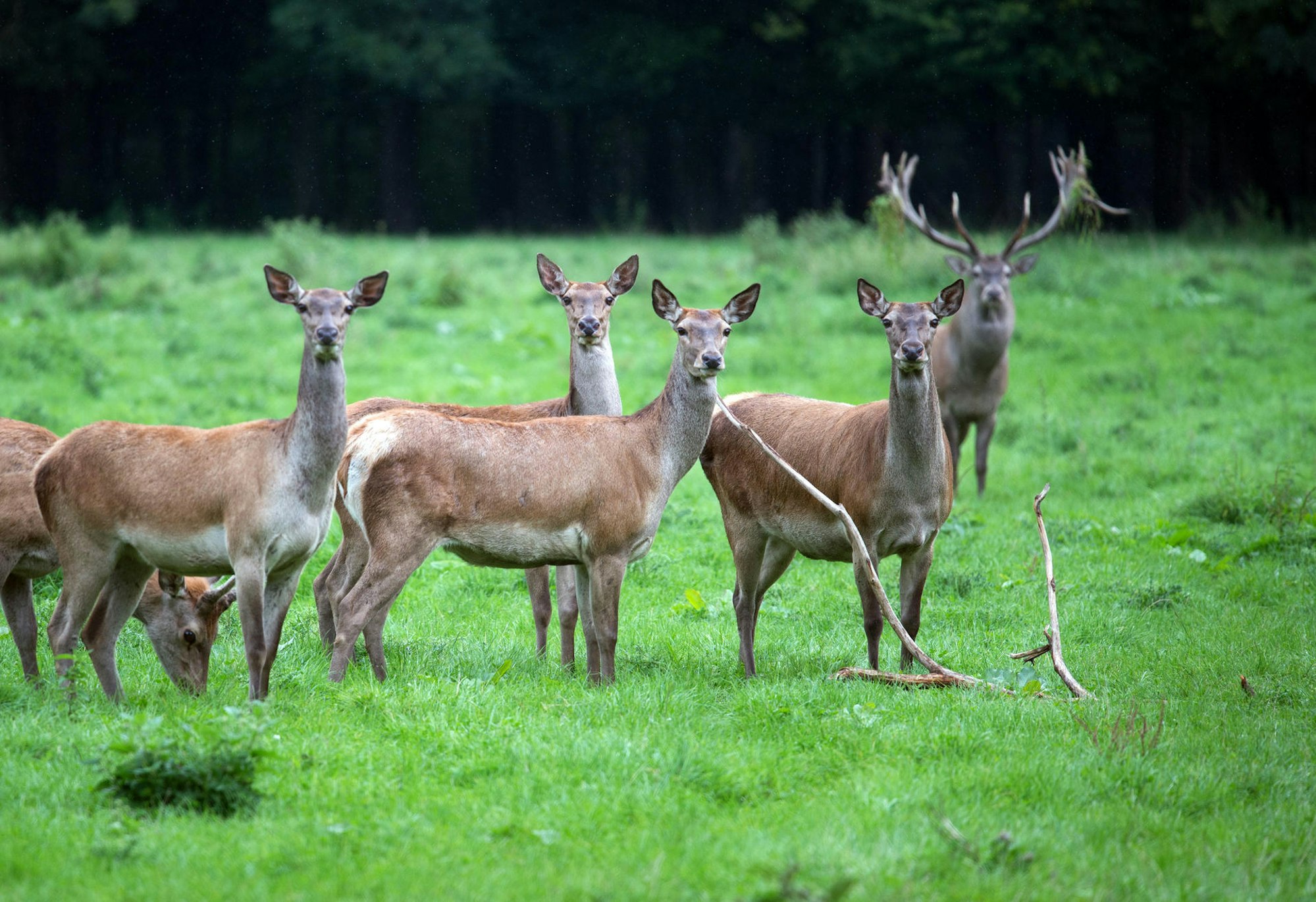 Rotwild Wildpark Nideggen Symbolbild dpa