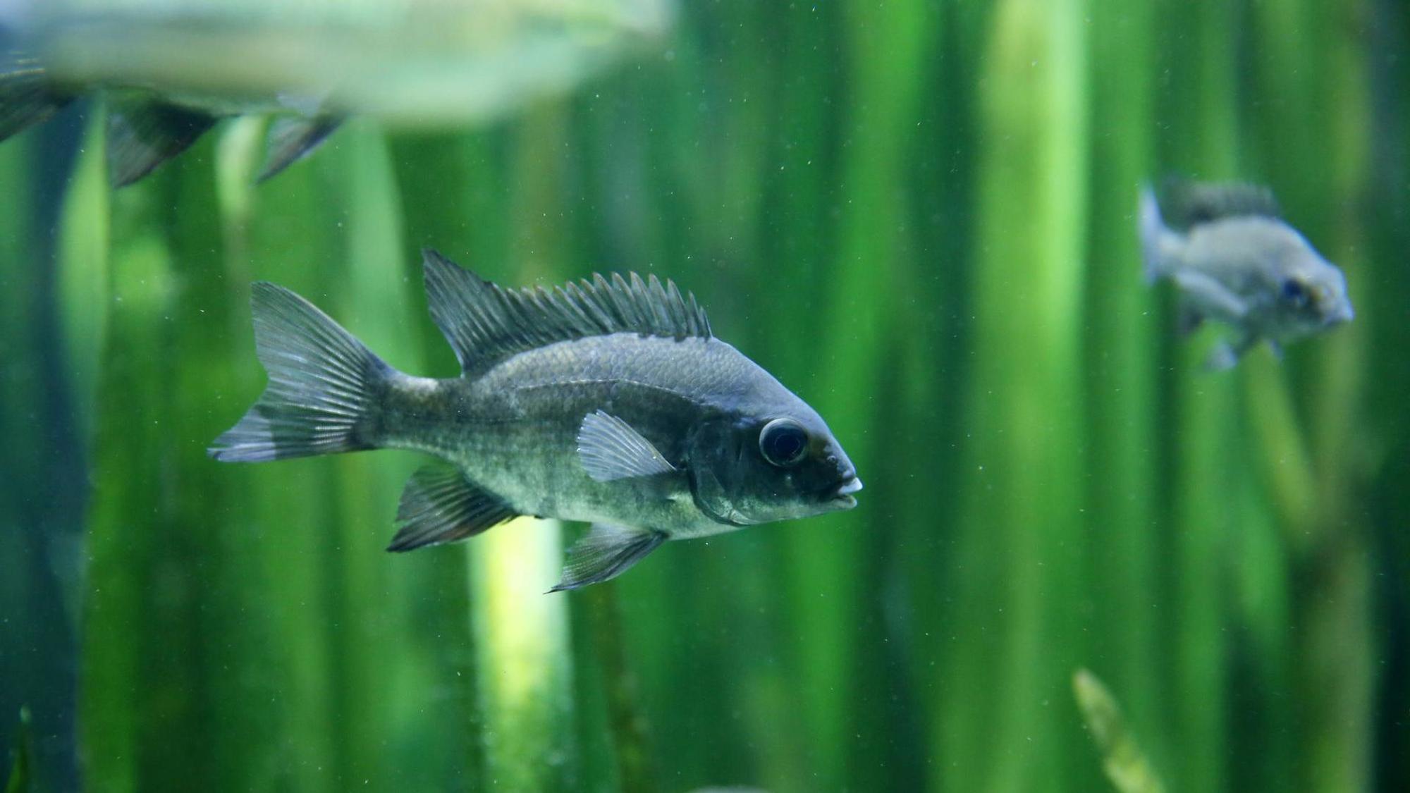Ein Fisch in einem Aquarium