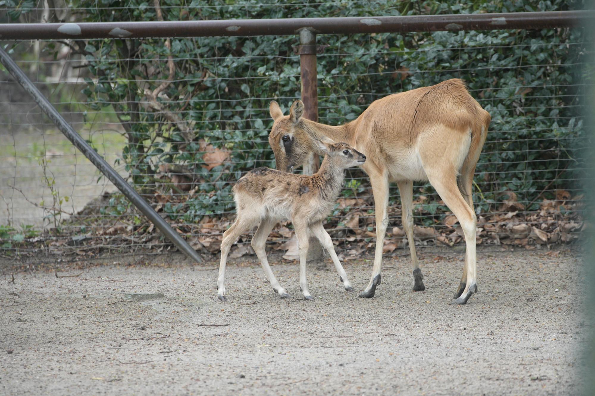 (c)W.Scheurer-7400344
