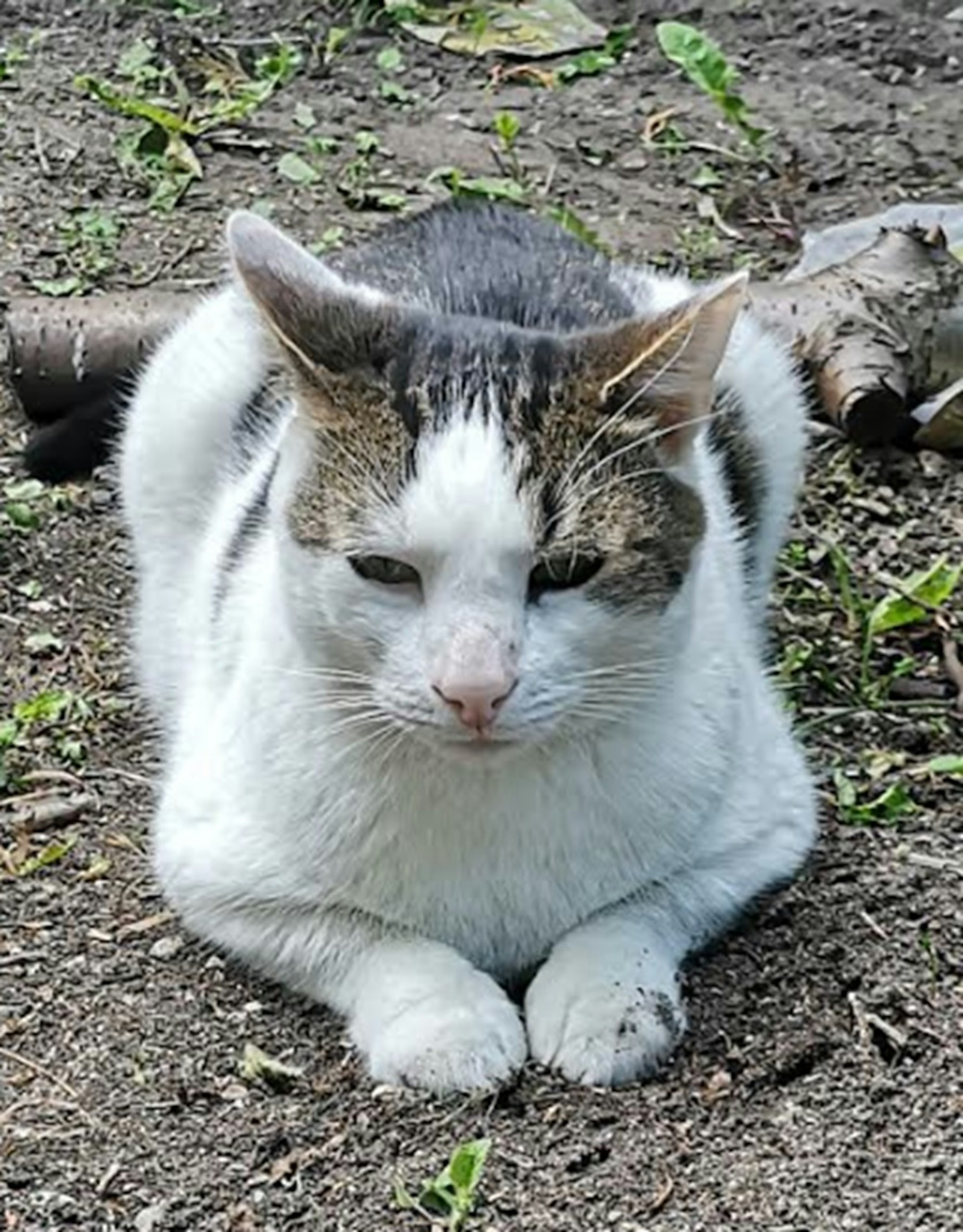 Hürth-Katze-Feuerwehr_001