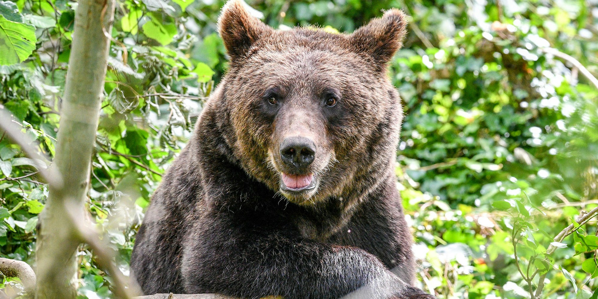 Braunbaer