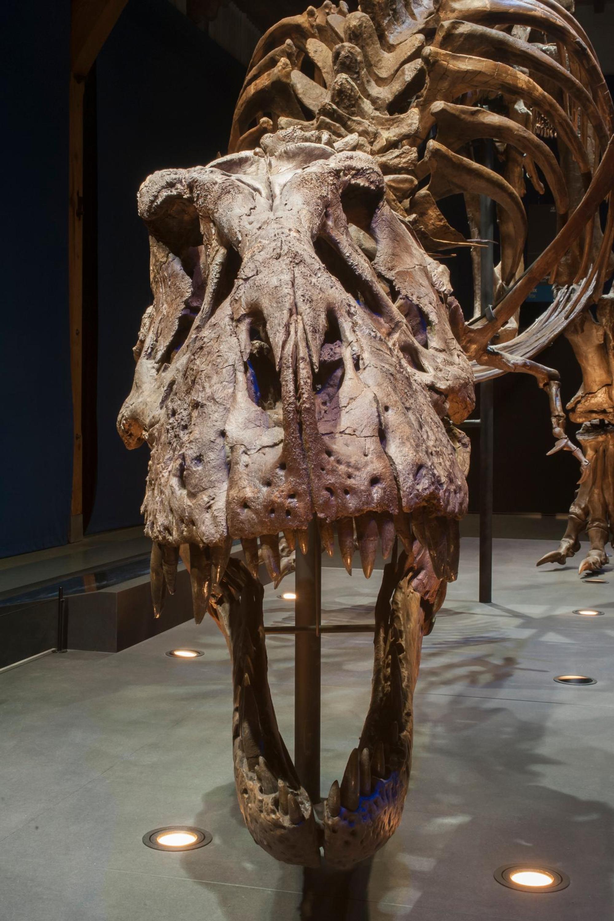 T. Rex im Museum Naturalis in Leiden. Quelle Leiden Marketing (1)