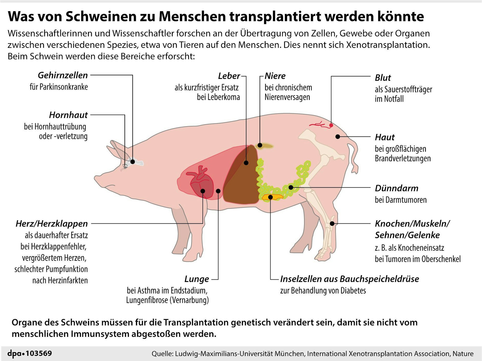 SchweinGrafik