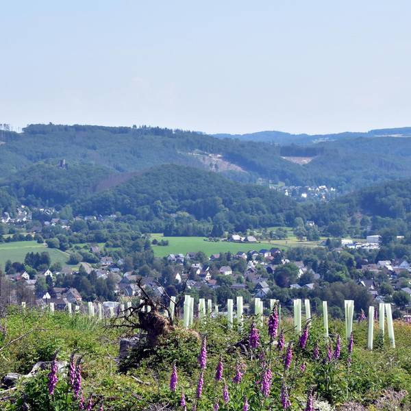 Waldbrandgefahr_Nutscheid