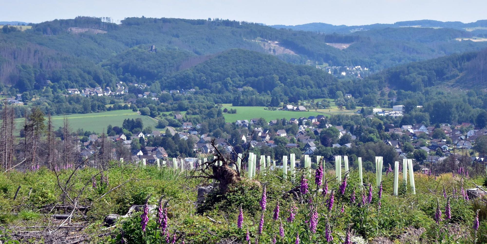 Waldbrandgefahr_Nutscheid