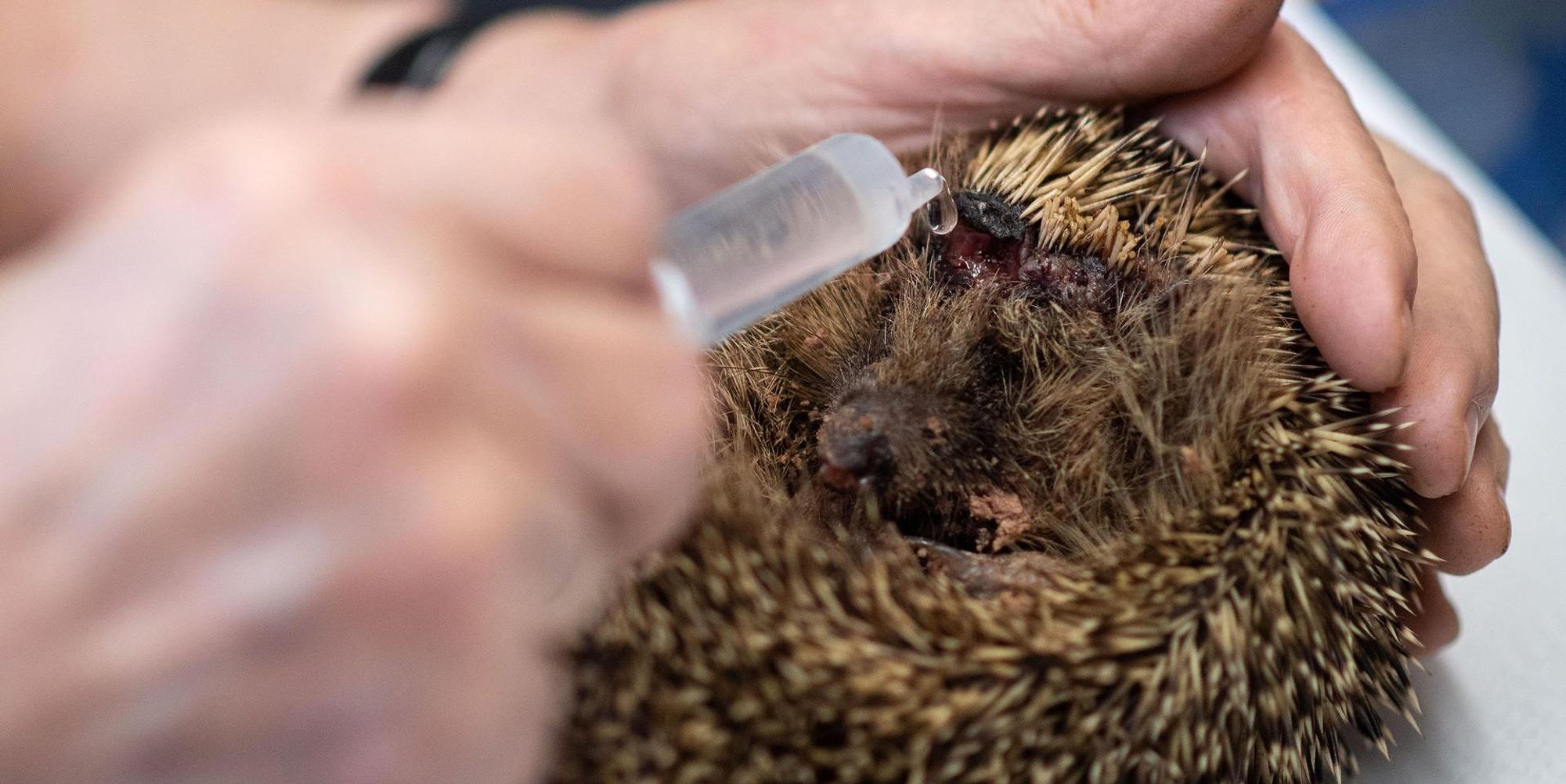 Igel Mähroboter