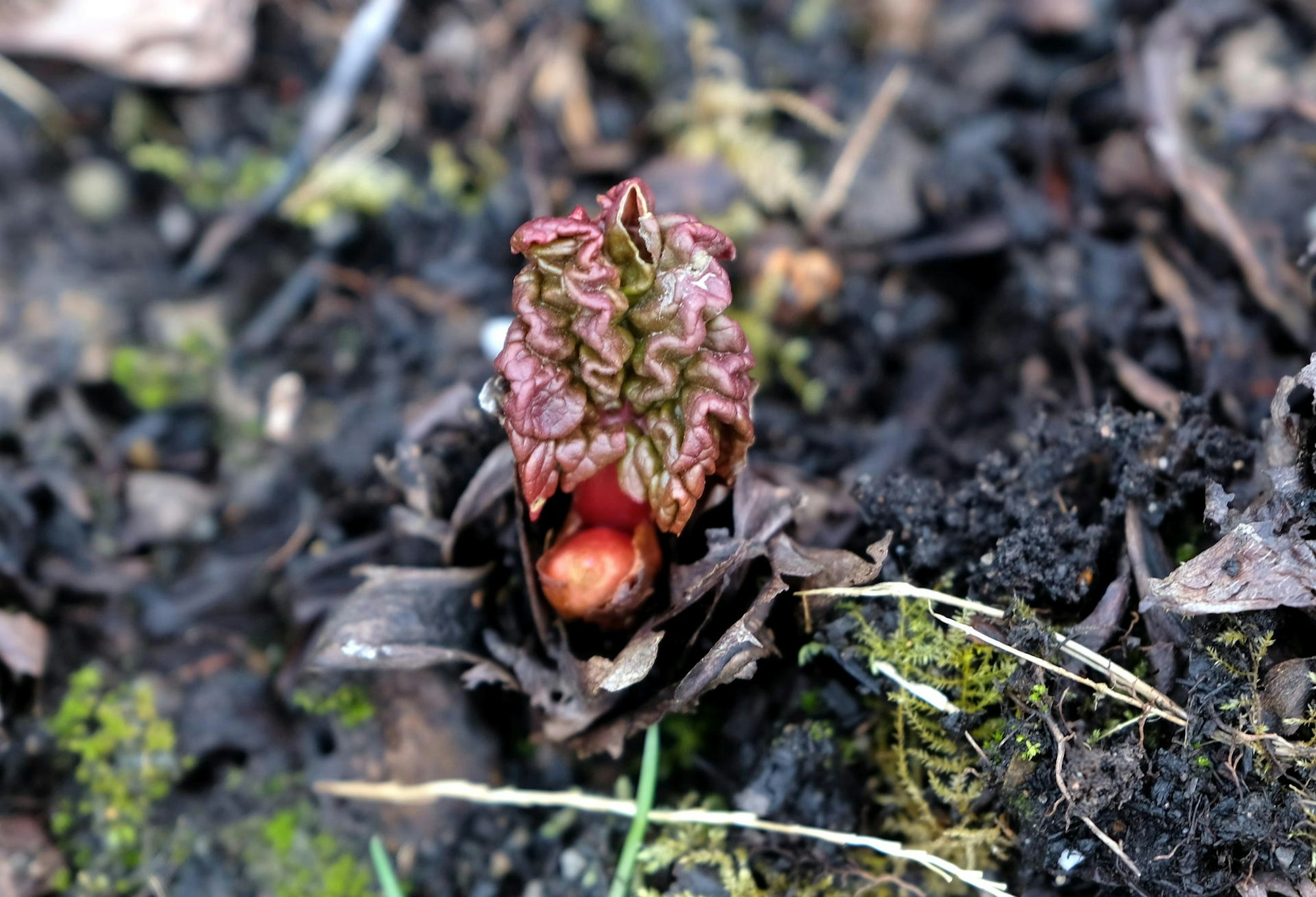 Garten Rhabarberblatt