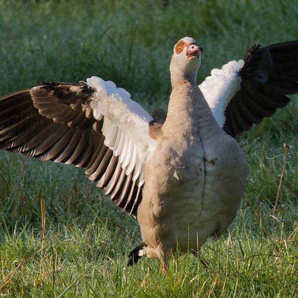 Eine fette Nilgans flattert.