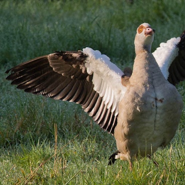 Eine fette Nilgans flattert.