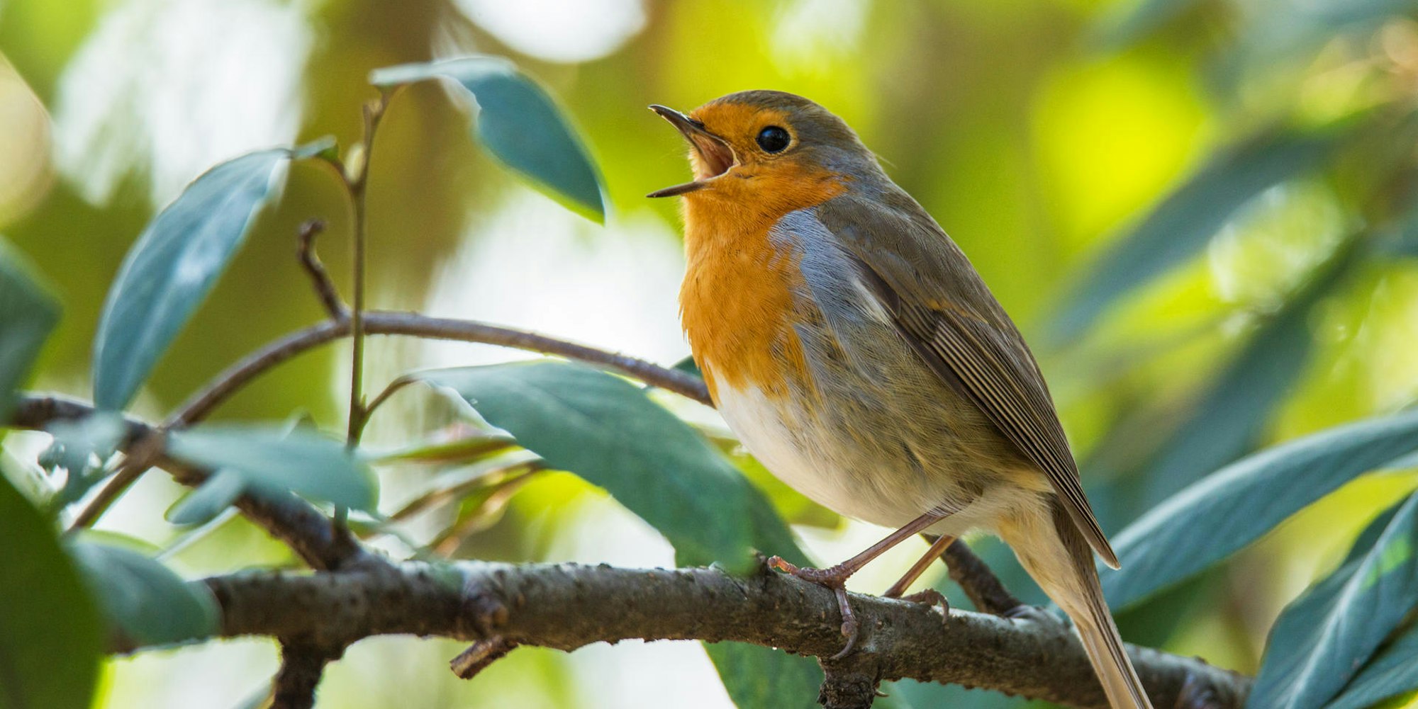 Rotkehlchen-0061Lindinger