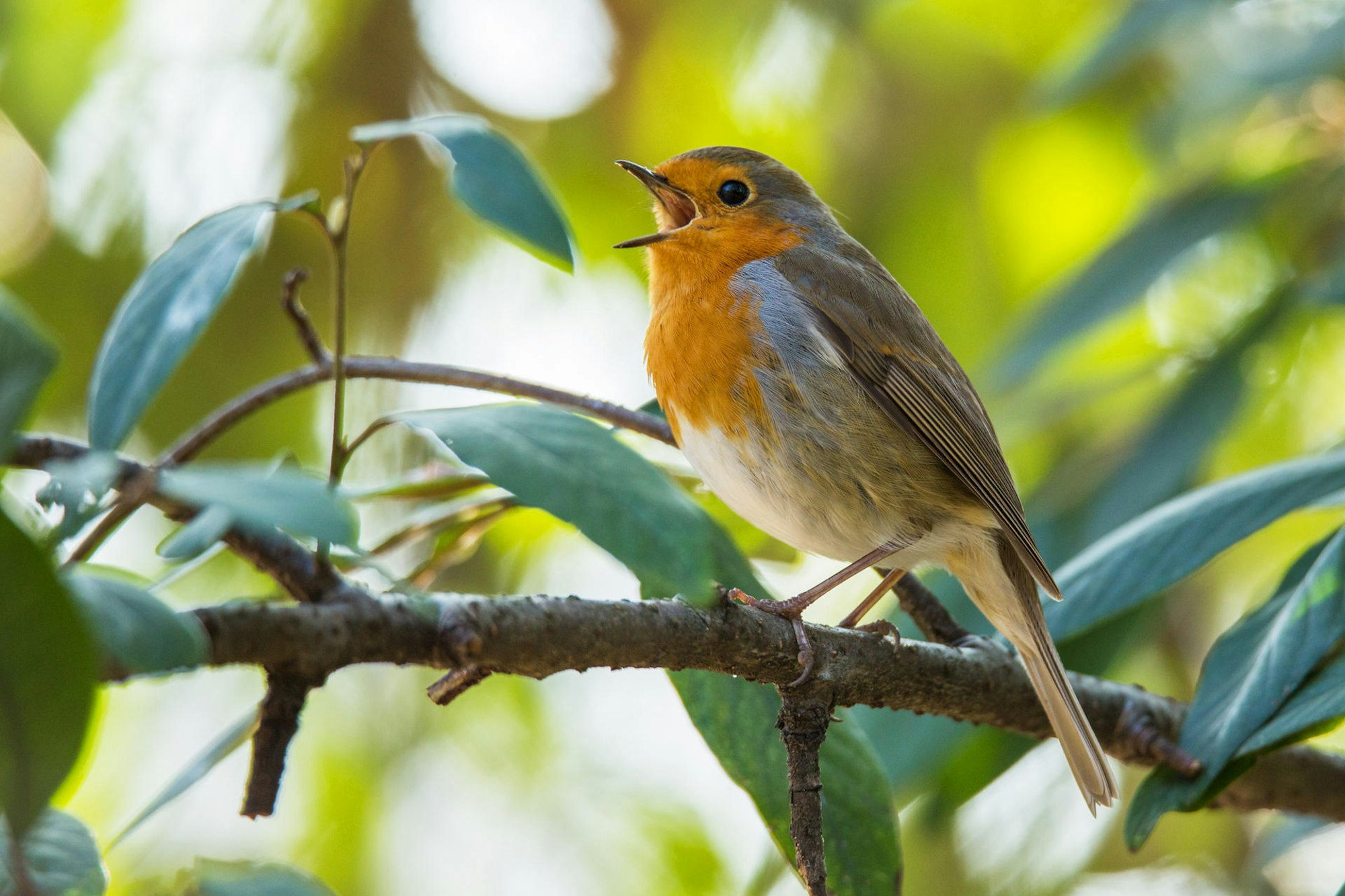 Rotkehlchen-0061Lindinger