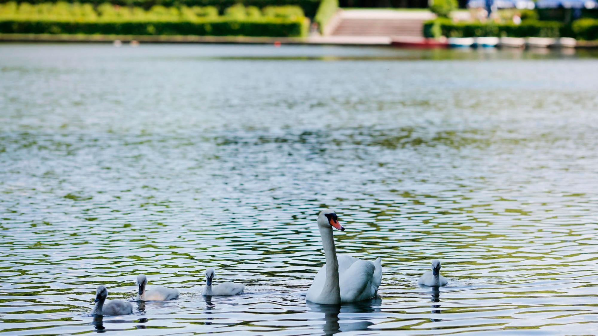 Im Blücherpark sind Schwäne auf dem Wasser zu sehen.