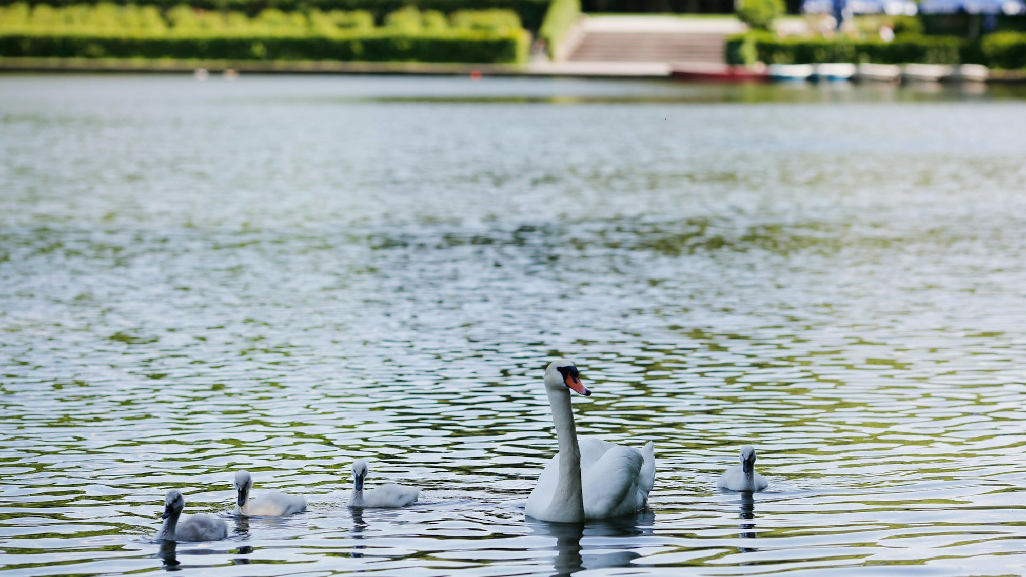 Im Blücherpark sind Schwäne auf dem Wasser zu sehen.