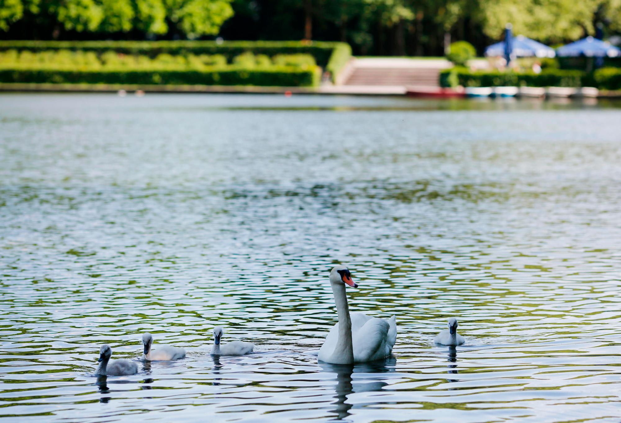 Blücherpark Schwäne