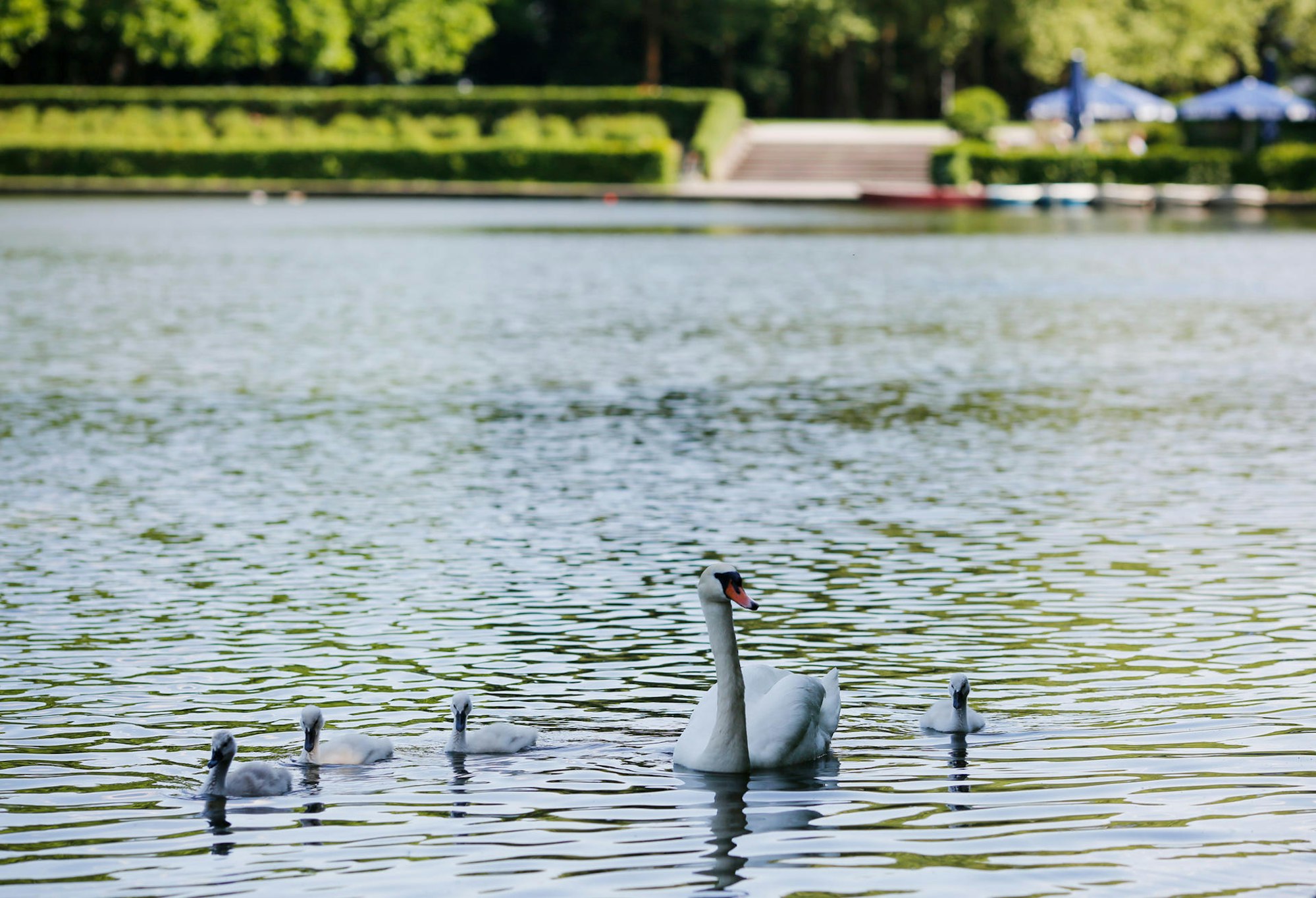 Blücherpark Schwäne