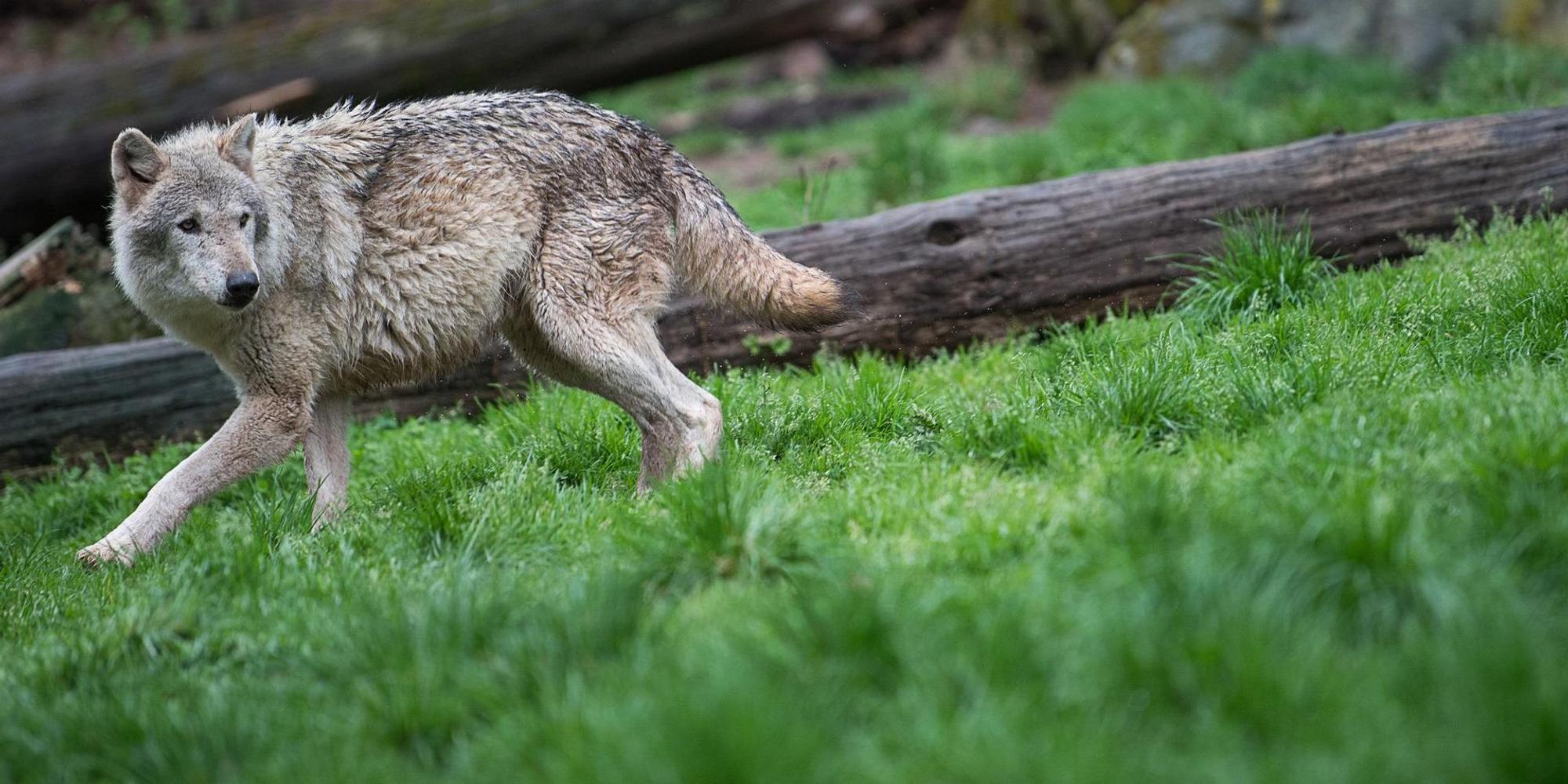 Wolf Eifel