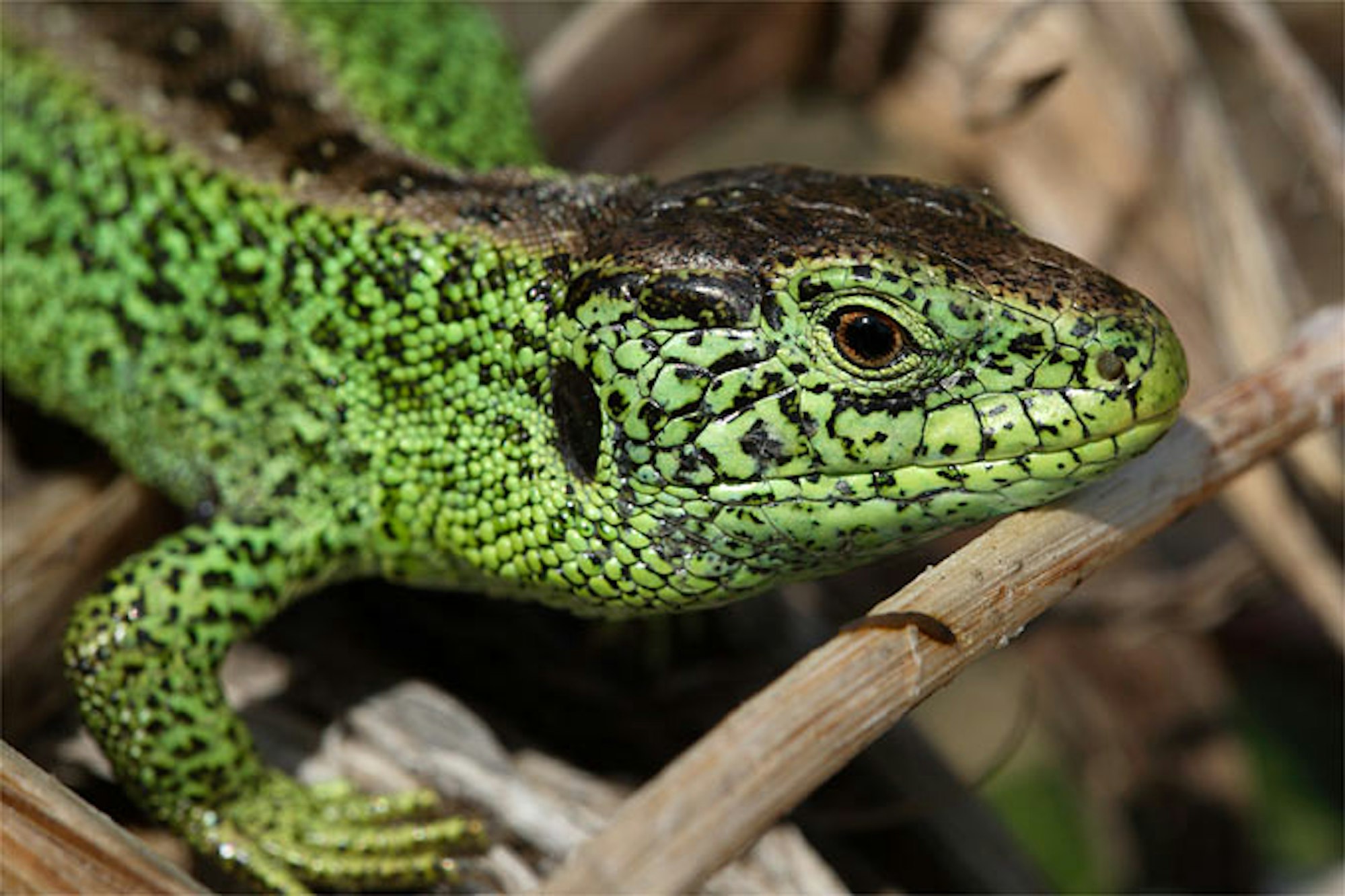 20141009-nabu-zauneidechse-frank-derer7