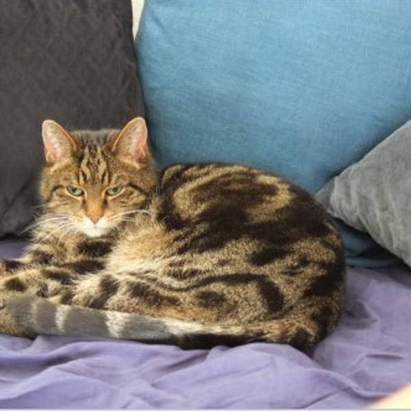 SnipKater