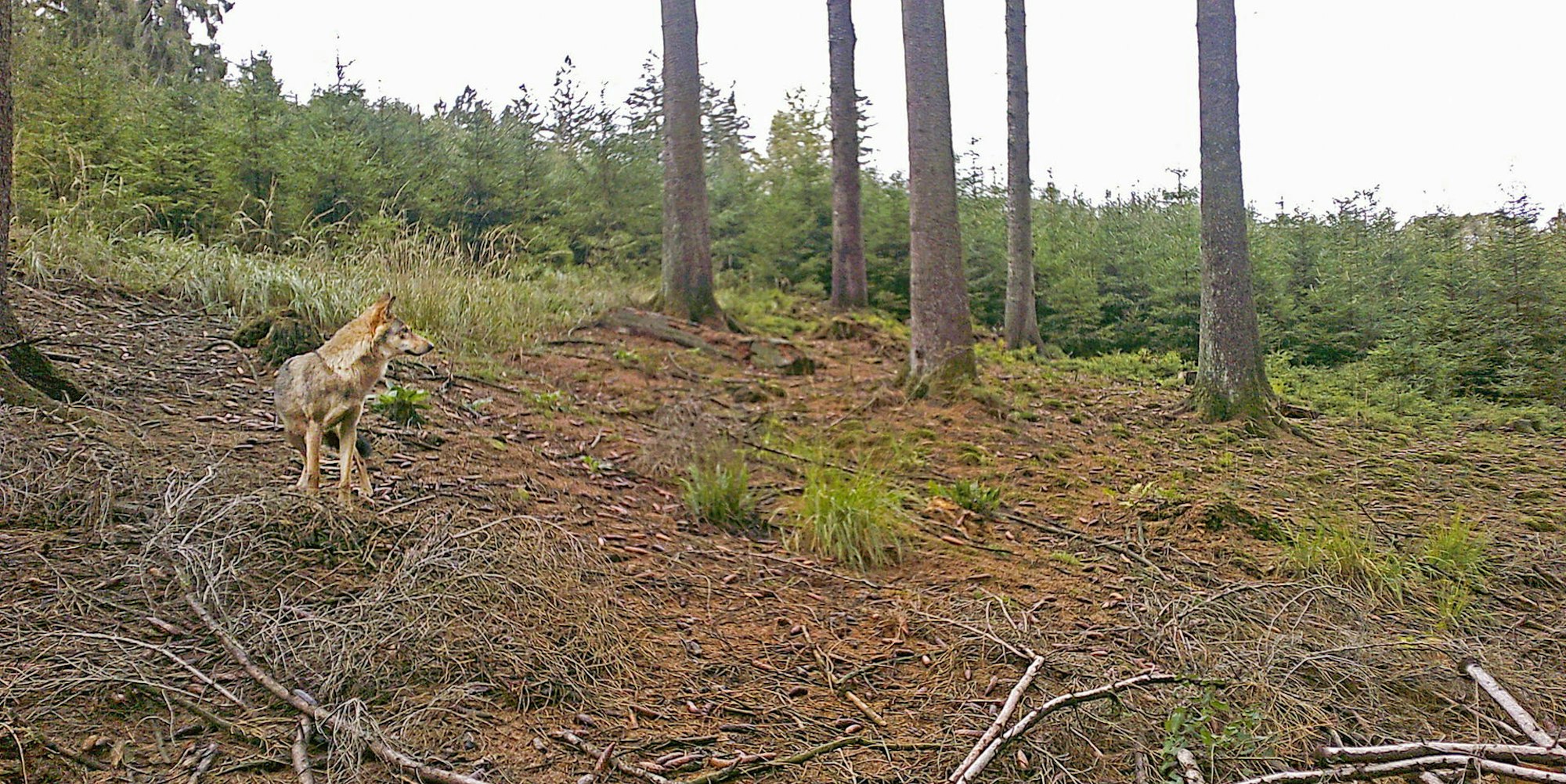 Neu_Wolf-Engelskirchen