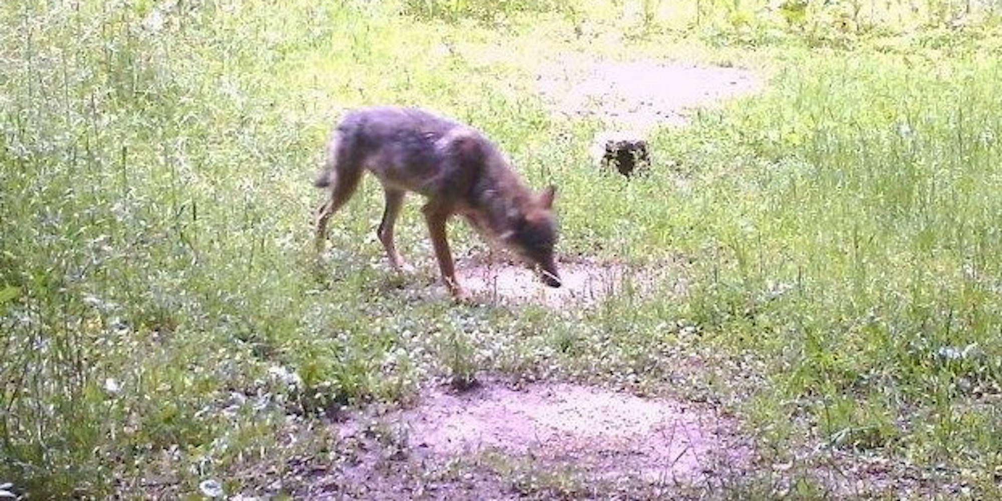 wolf