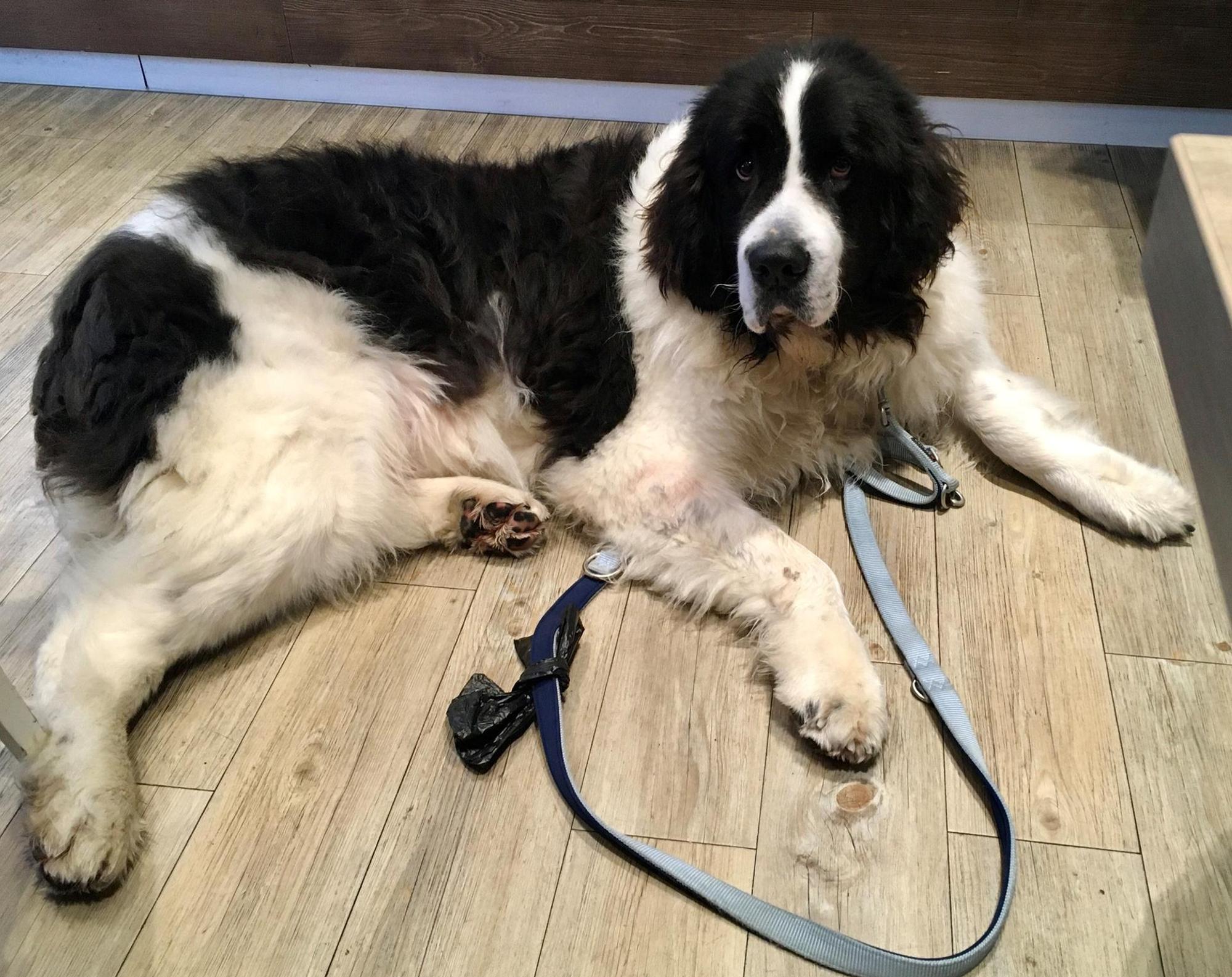 Hund von Birgit Gremer