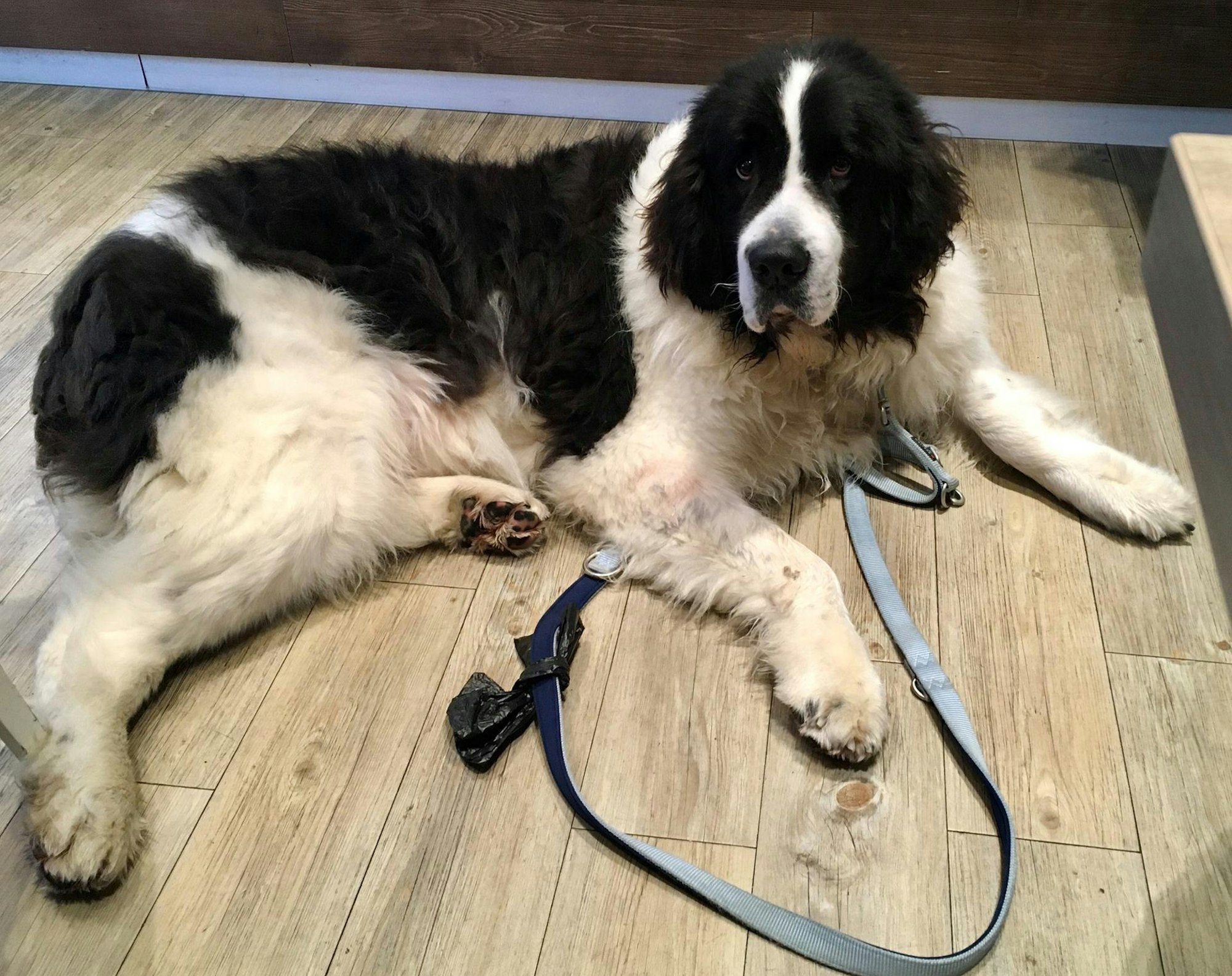 Hund von Birgit Gremer