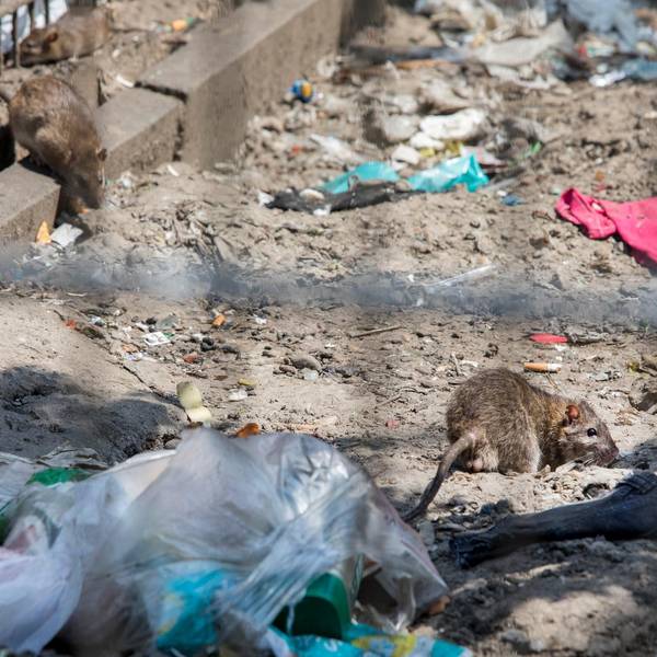 Ratten Kölnberg Müll (1)