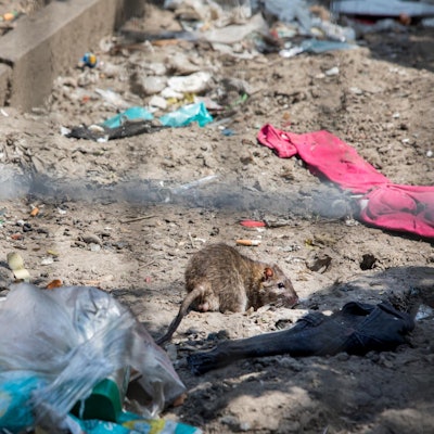 Ratten Kölnberg Müll (1)
