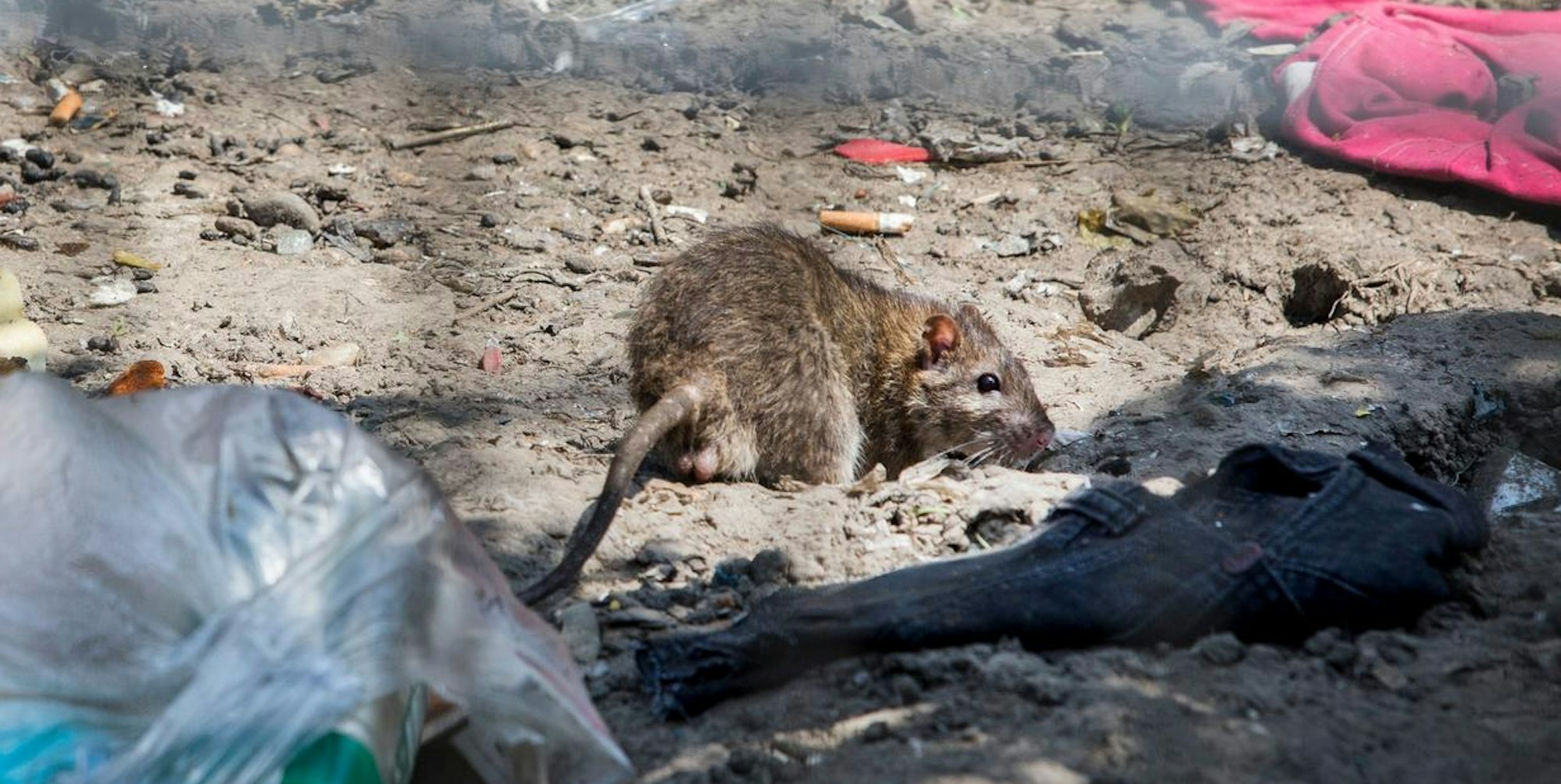 Ratten Kölnberg Müll (1)