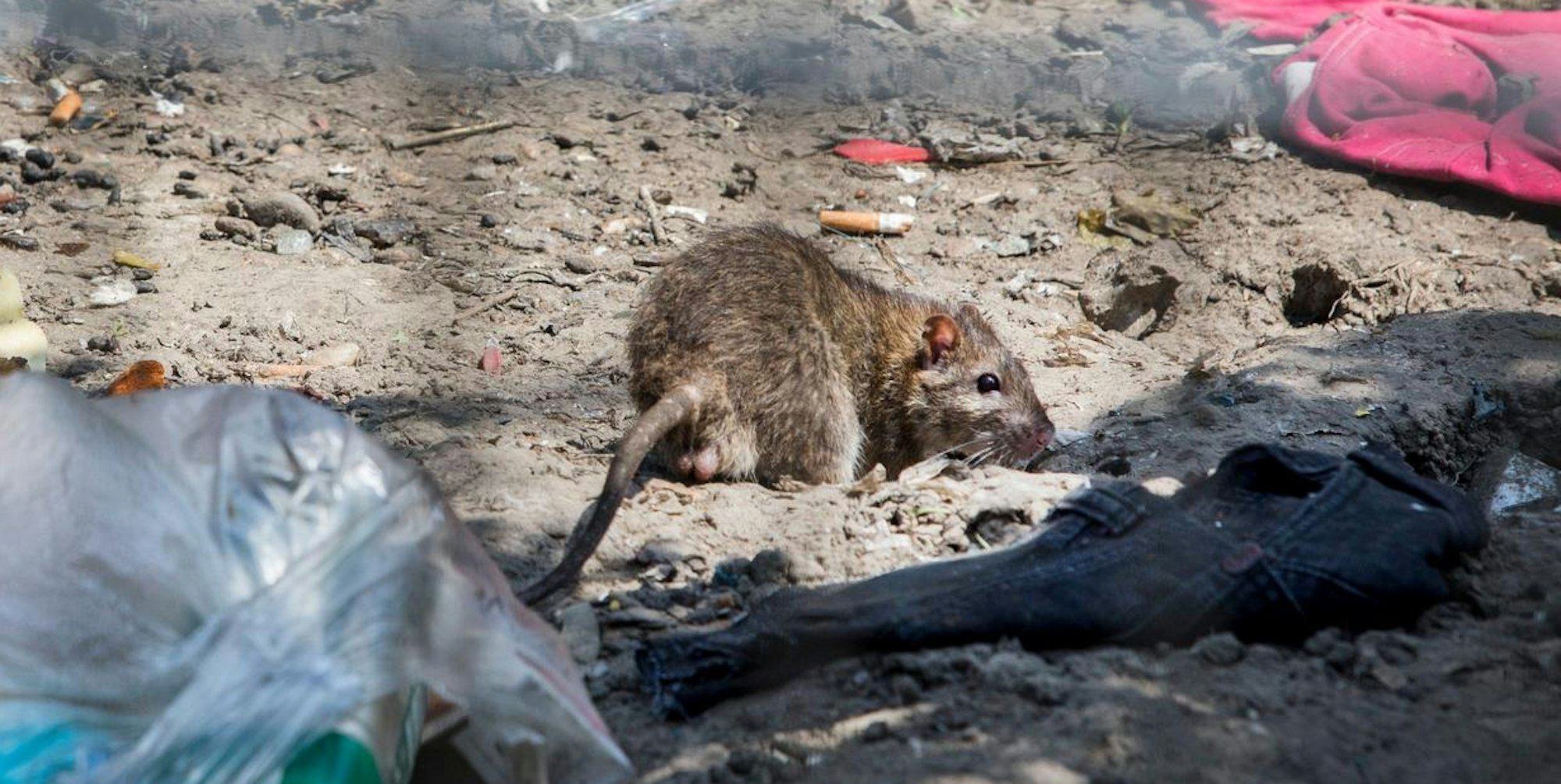 Ratten Kölnberg Müll (1)
