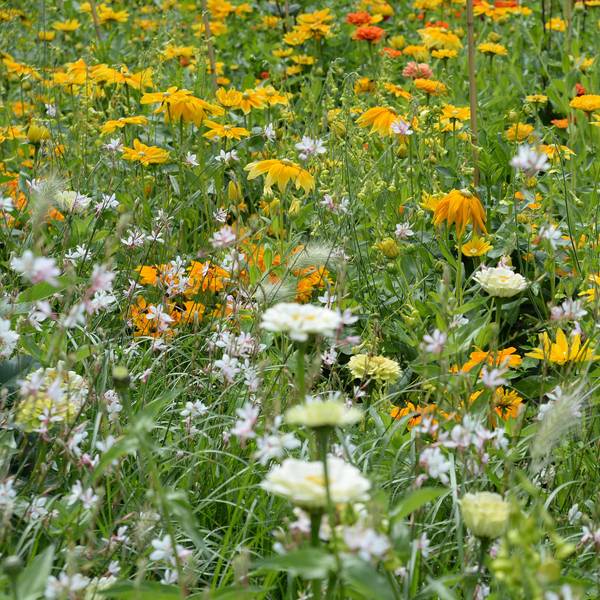 Blumenwiese.