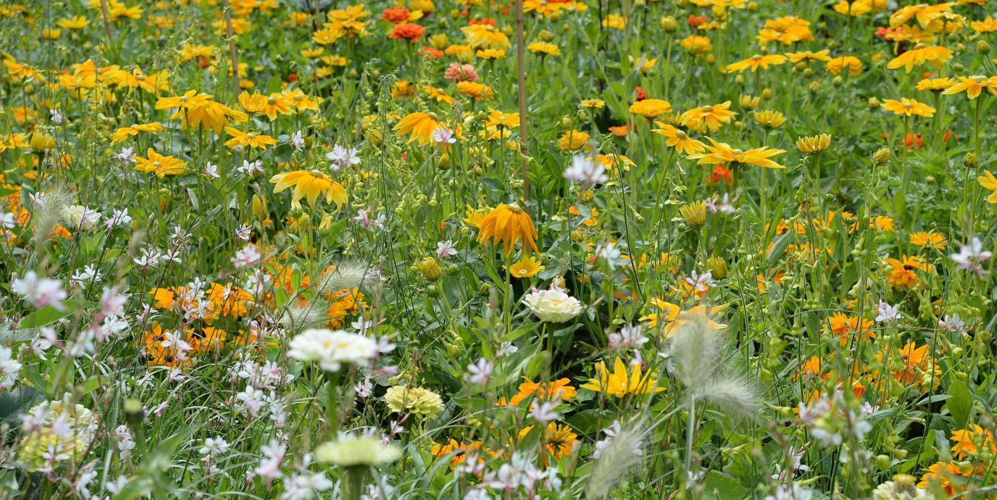 Blumenwiese.