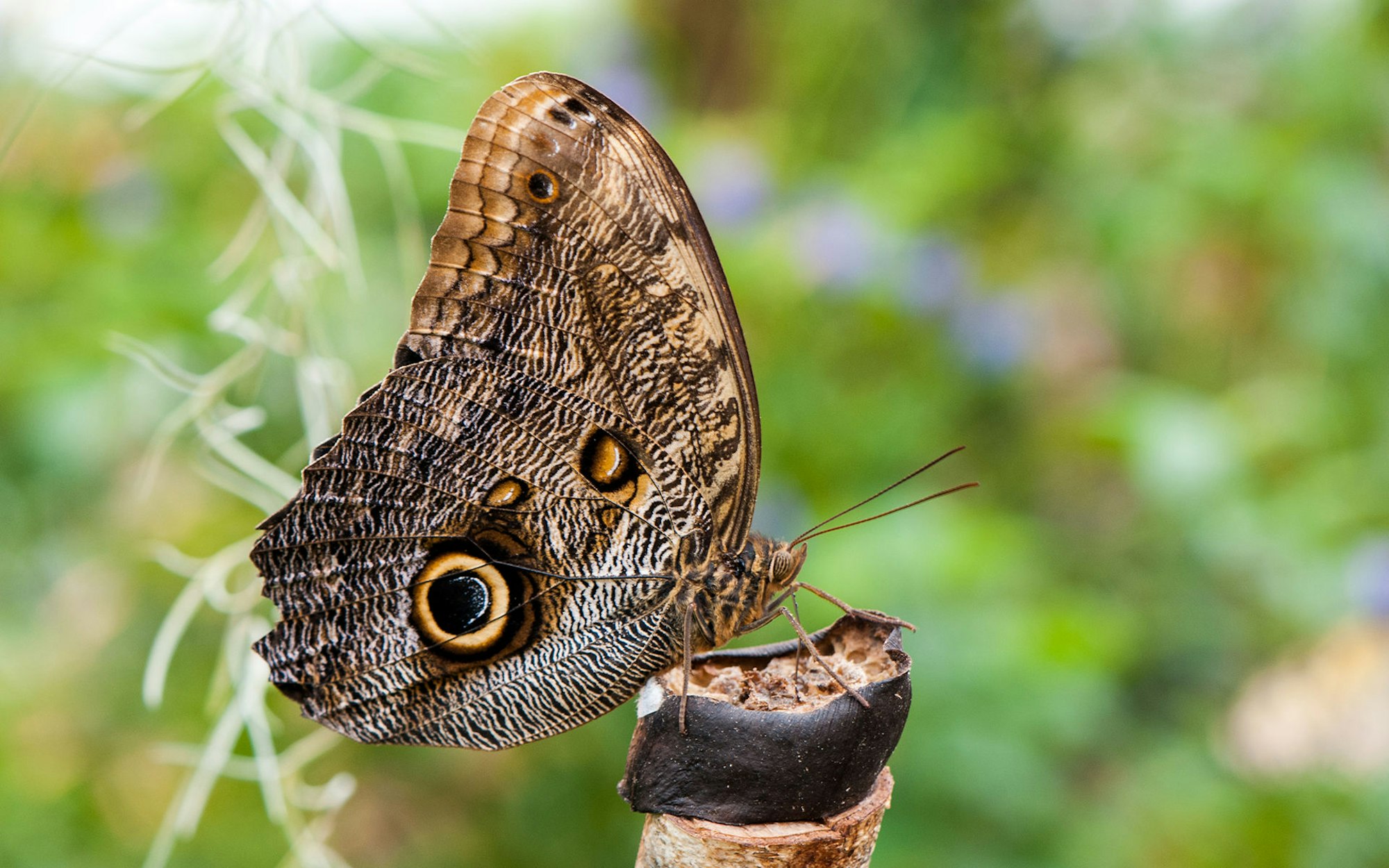 Caligo_eurilochus_bananenfalter_wiki_cc3_Steffen Flor
