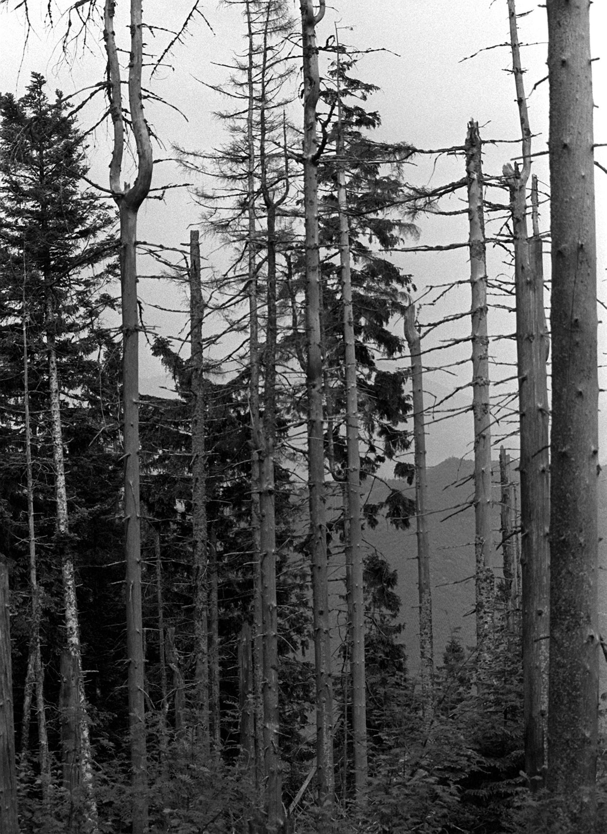 Waldsterben