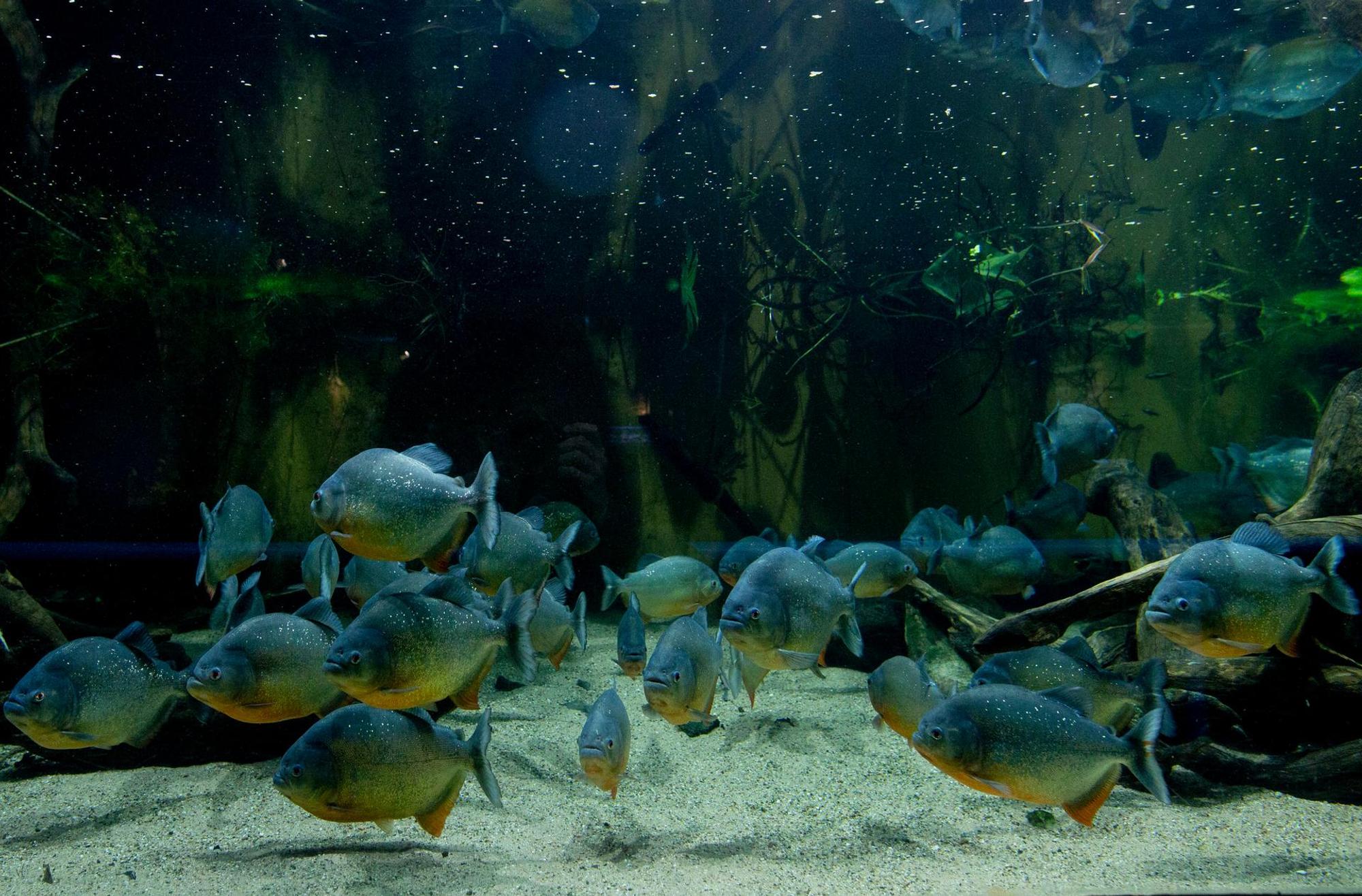 Piranhas