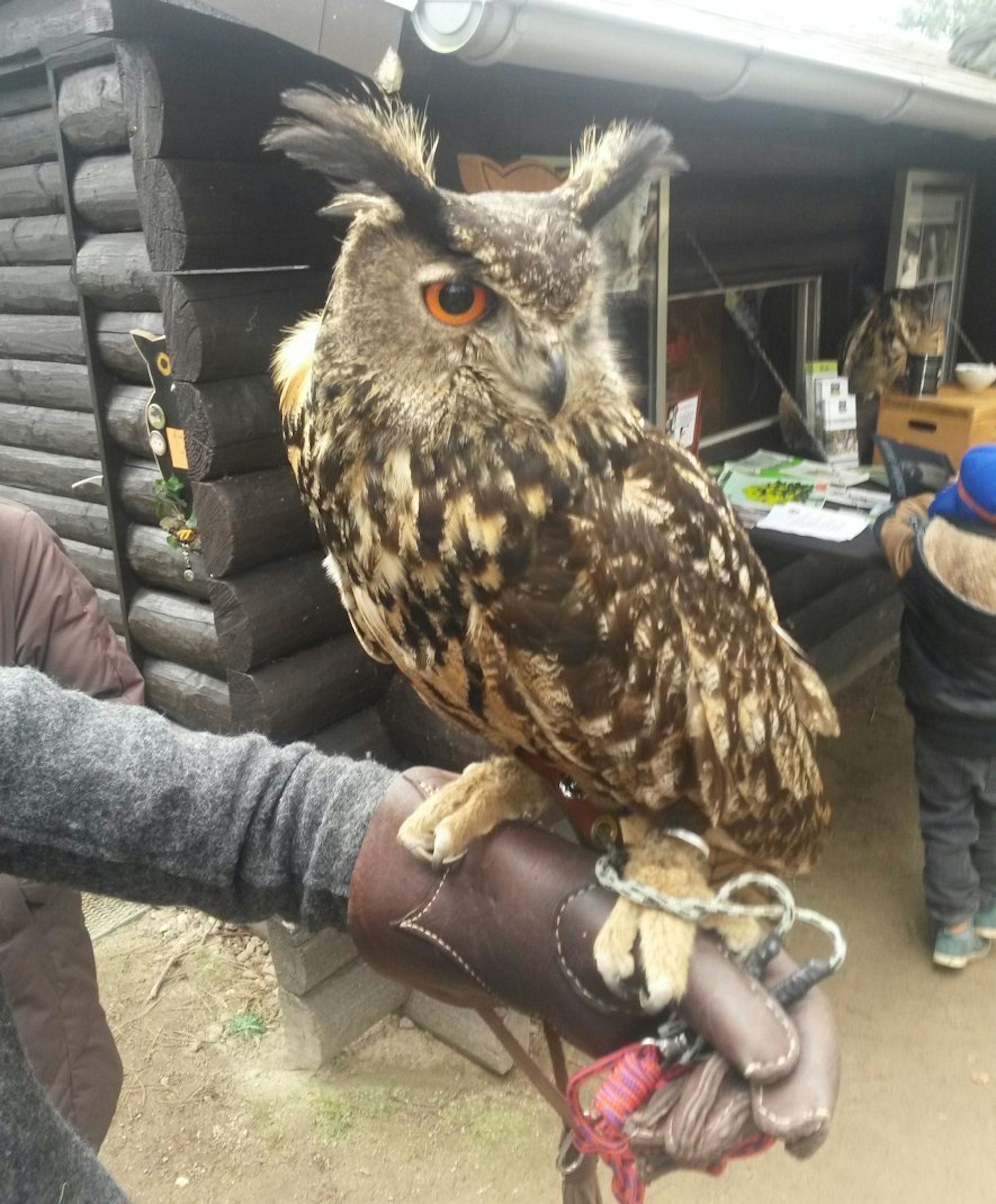 Leidenhausen-Greifvogel-Reiche2