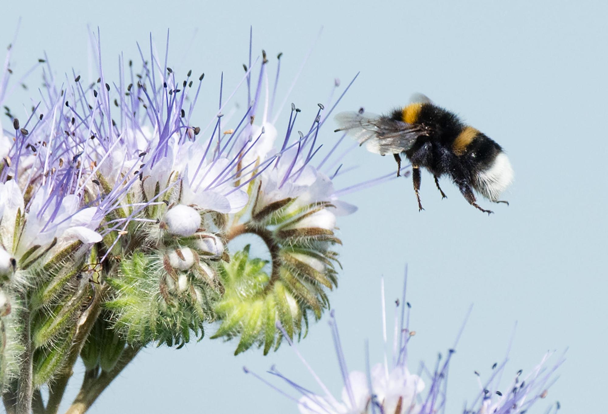 Hummel Phacelia dpa