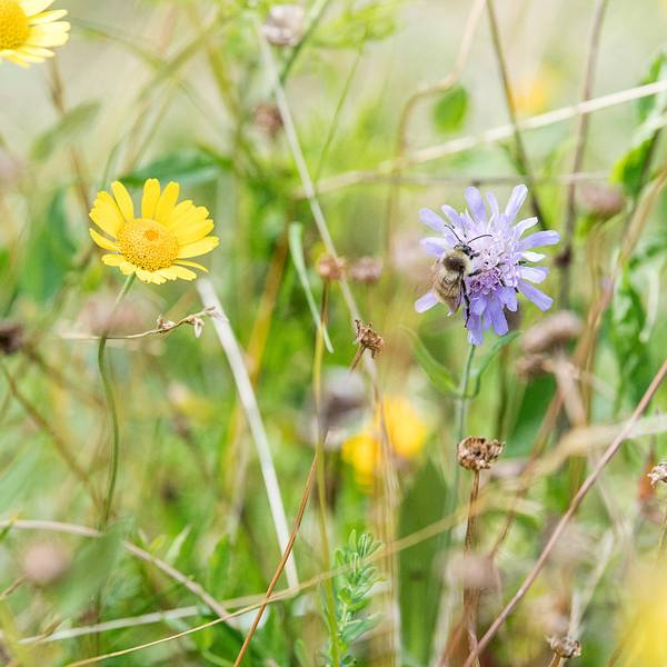 Hummel auf Blumenwiese dpa