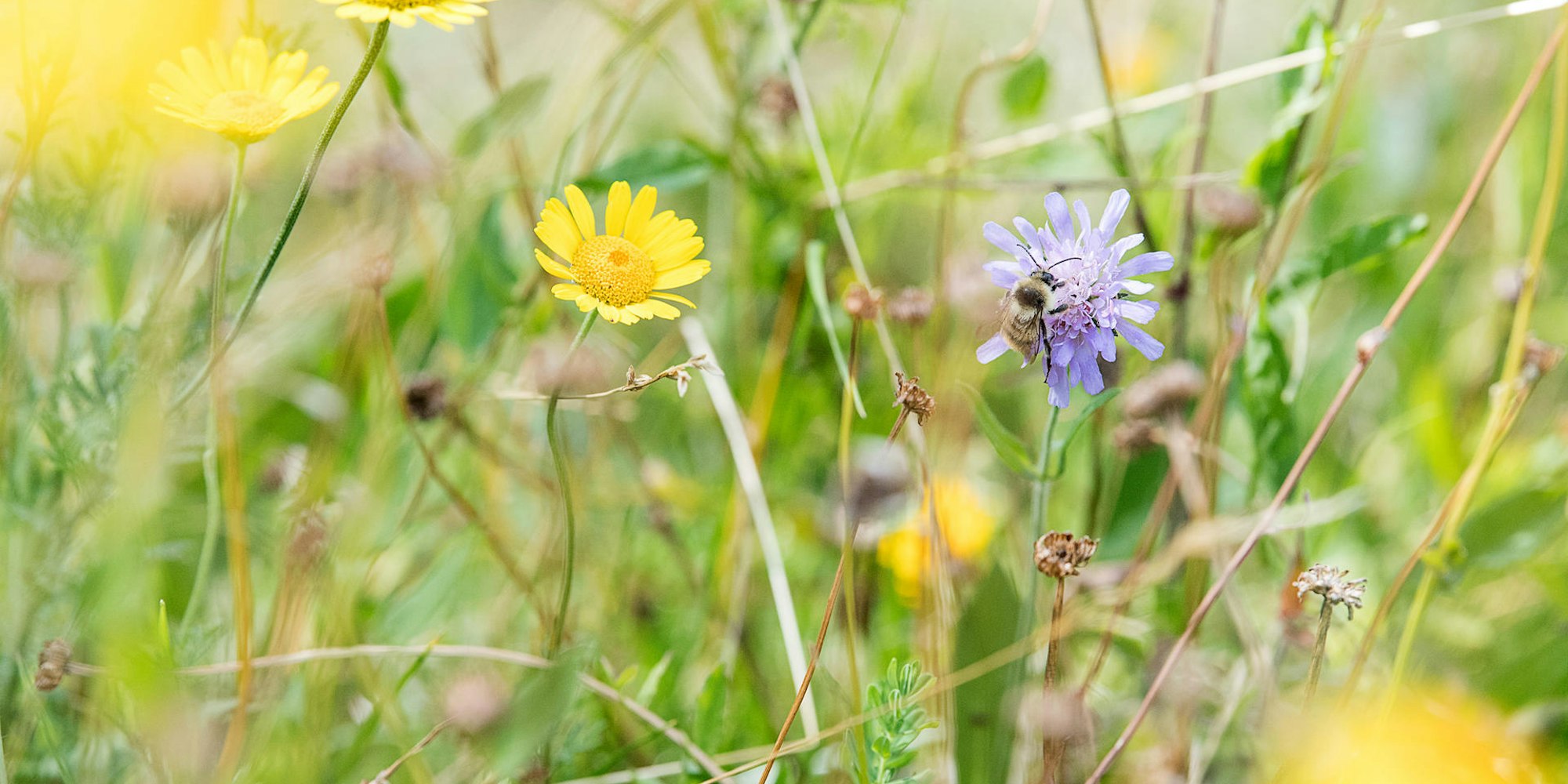 Hummel auf Blumenwiese dpa