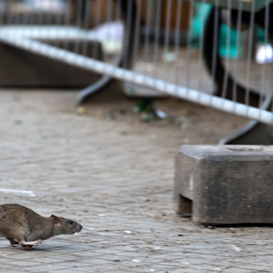 Ratte auf der Straße dpa