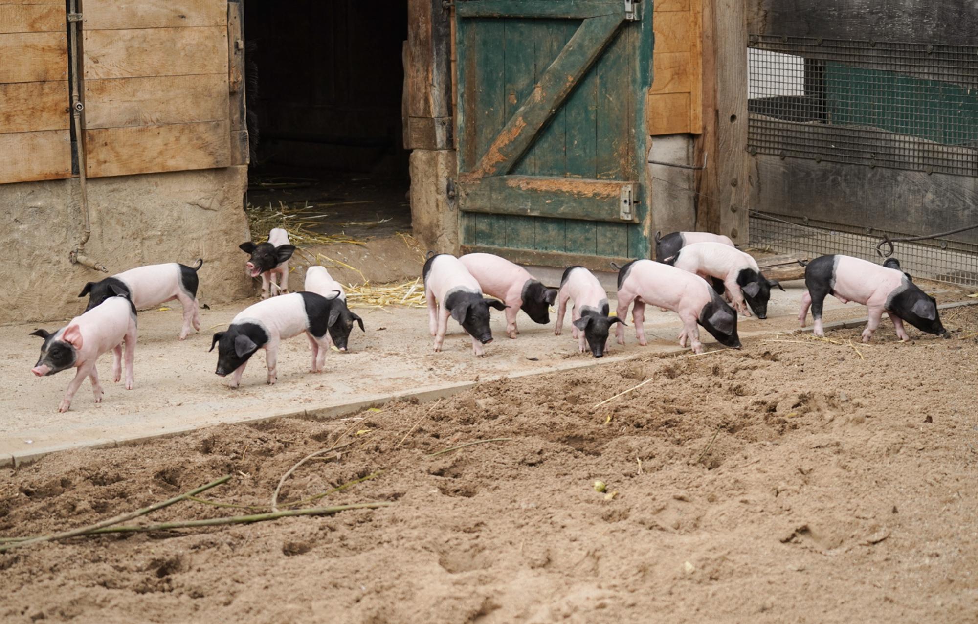 13 Schweinebabys