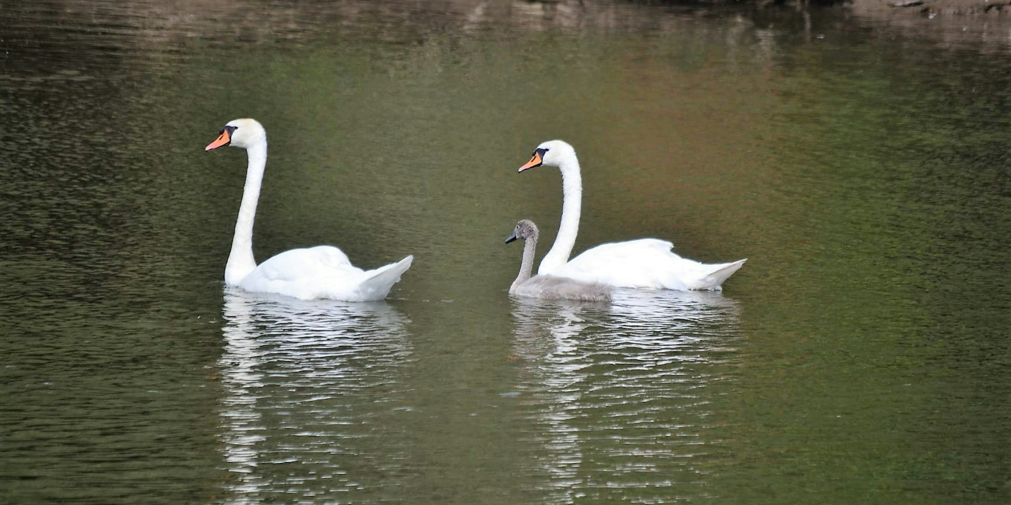 Suerth_Schwanenbaby_3