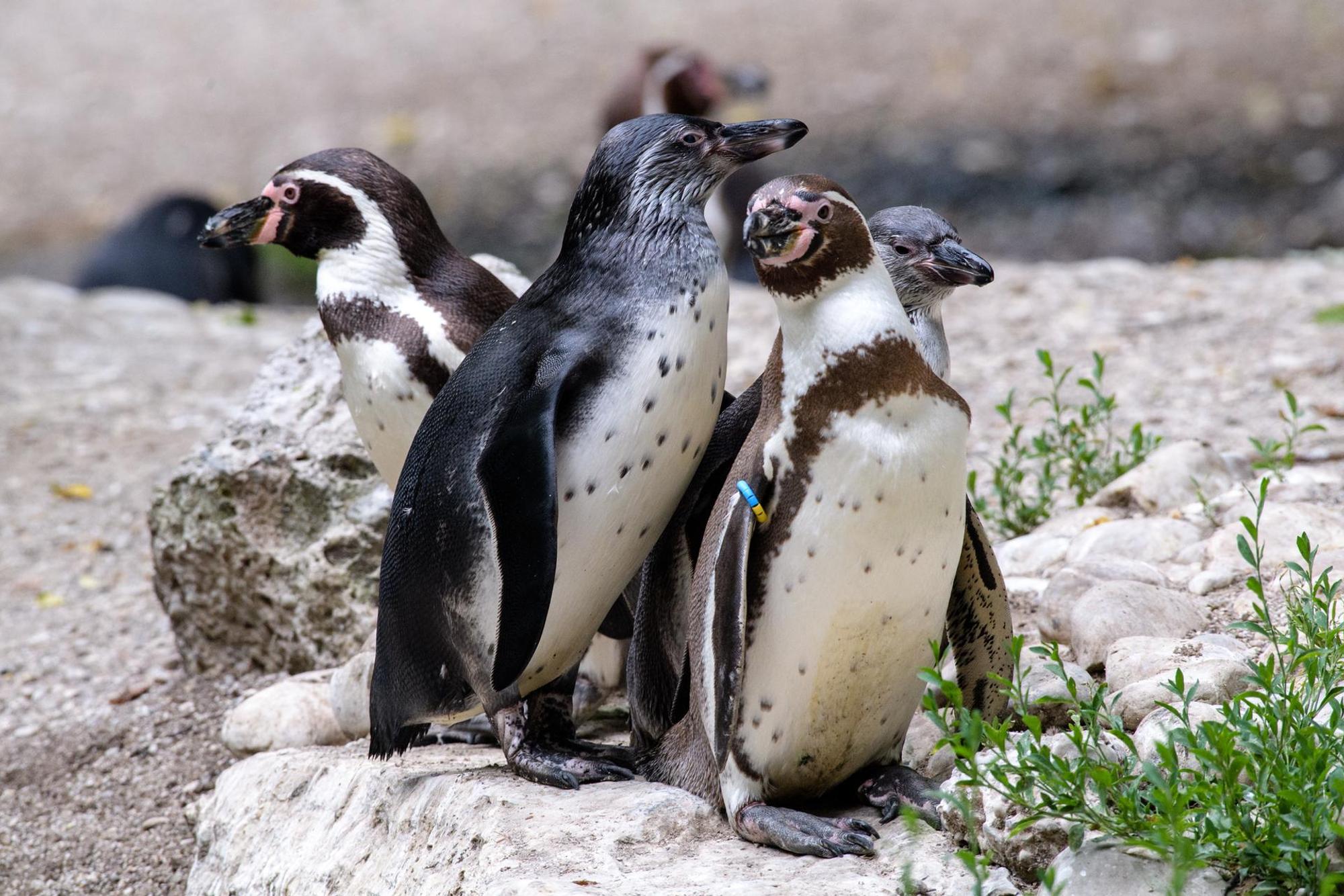 Pinguine dpa neu