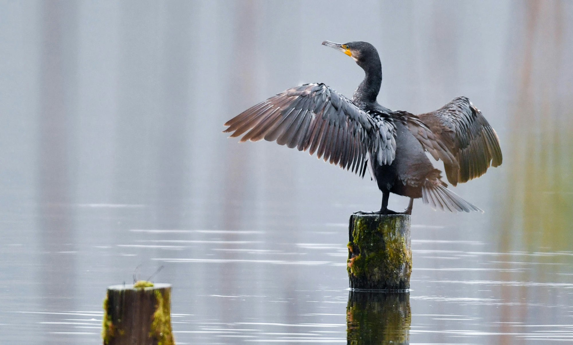 Kormoran