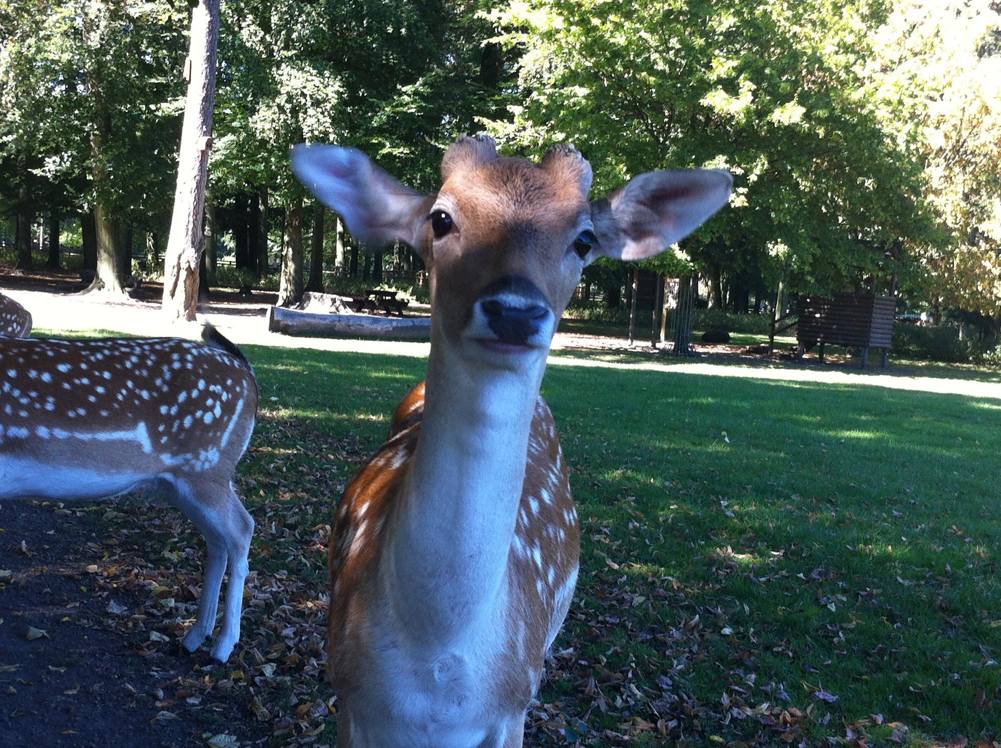 Tierpark Lindenthal reh reiche (1)