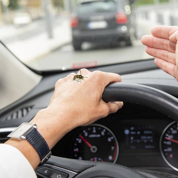 Eine Wespe sitzt auf dem Handgelenk eines Autofahrers