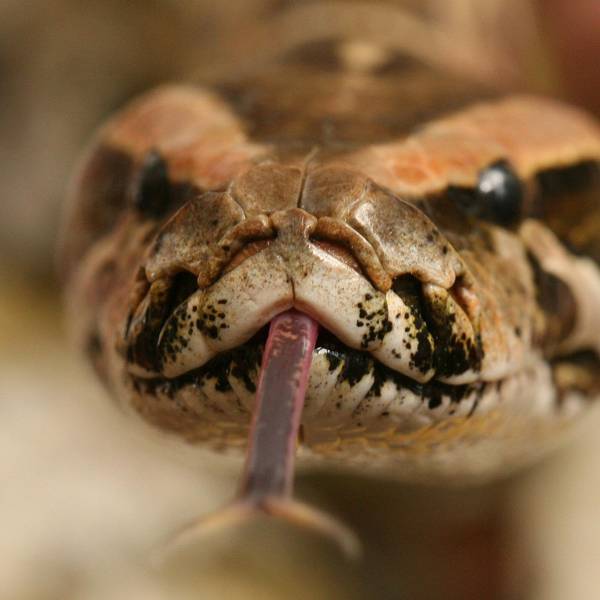 Tigerpython symbolbild
