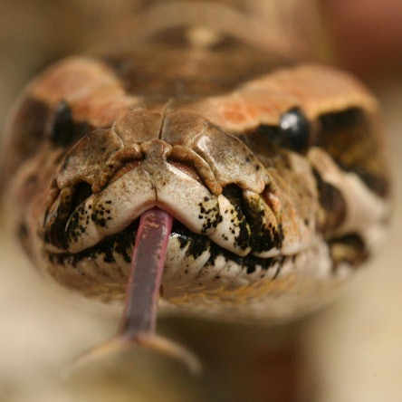 Tigerpython symbolbild